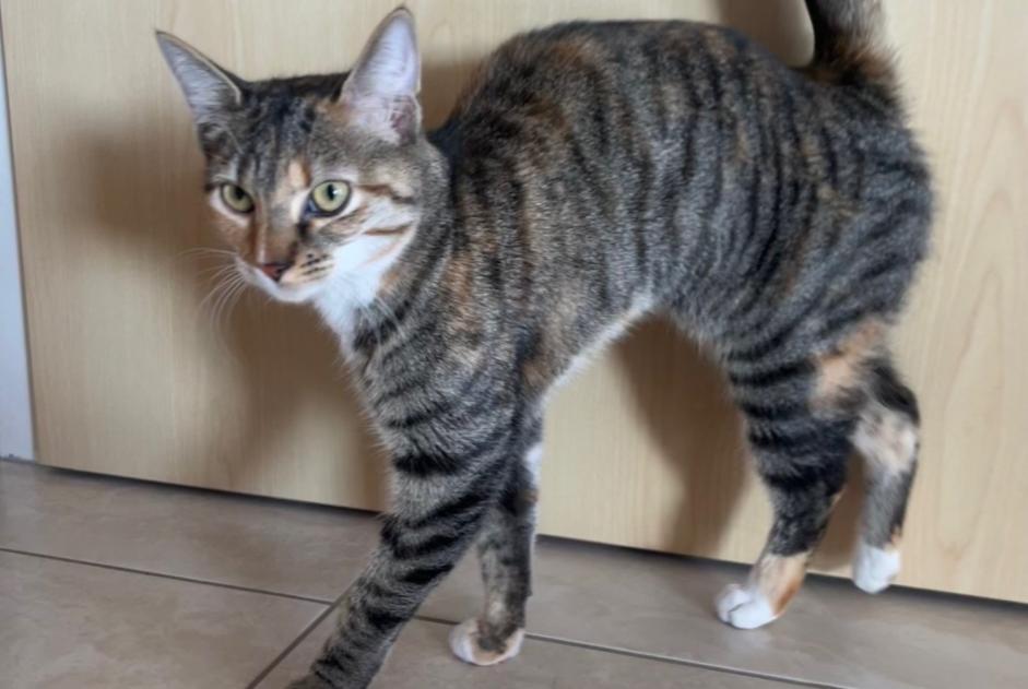 Alerta descoberta Gato Fêmea Neuchâtel Switzerland