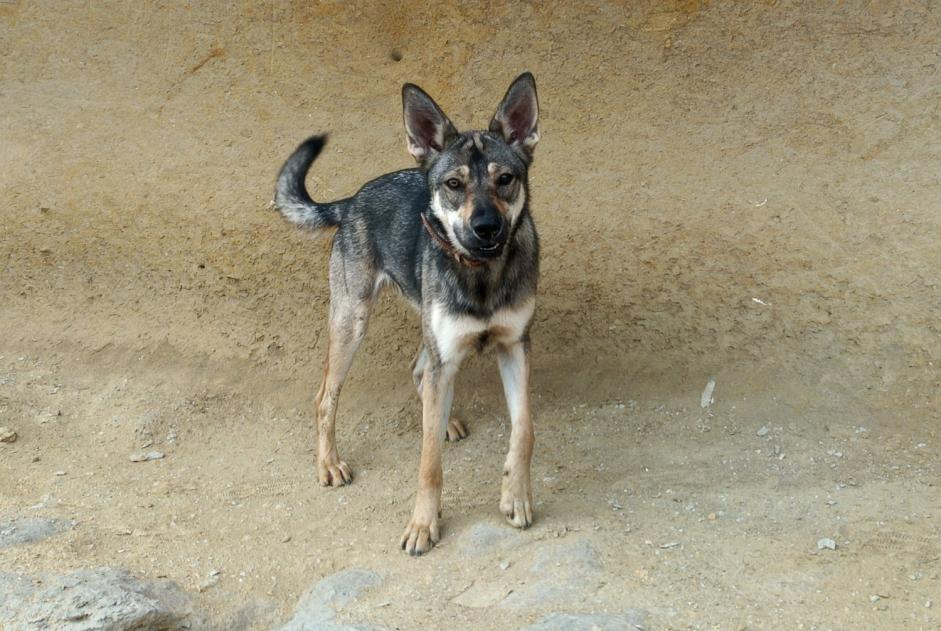 Alerta desaparecimento Cão cruzamento Fêmea , 1 anos Lanuéjols France