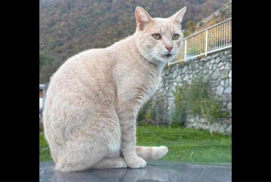 Alerta desaparecimento Gato Macho , 4 anos Vouvry Switzerland