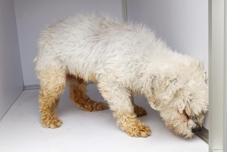 Alerta descoberta Cão  Macho Pocé-les-Bois France