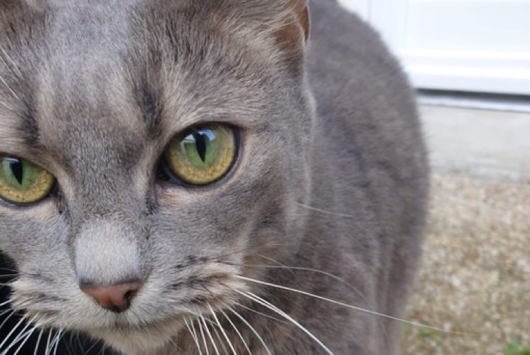 Alerta desaparecimento Gato  Fêmea , 11 anos La Chapelle-Saint-Mesmin France