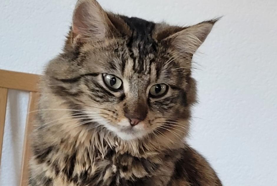 Alerta desaparecimento Gato cruzamento Fêmea , 4 anos Corcelles-près-Payerne Switzerland