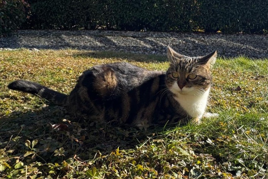 Alerta desaparecimento Gato Fêmea , 5 anos Chalais Switzerland