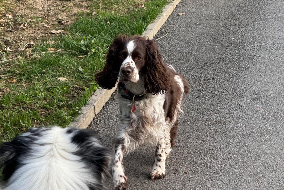 Alerta descoberta Cão  Desconhecido Chêne-Bourg Switzerland