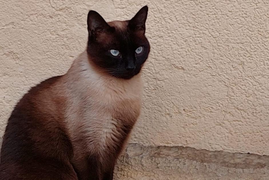 Alerta desaparecimento Gato  Macho , 8 anos Assens Switzerland