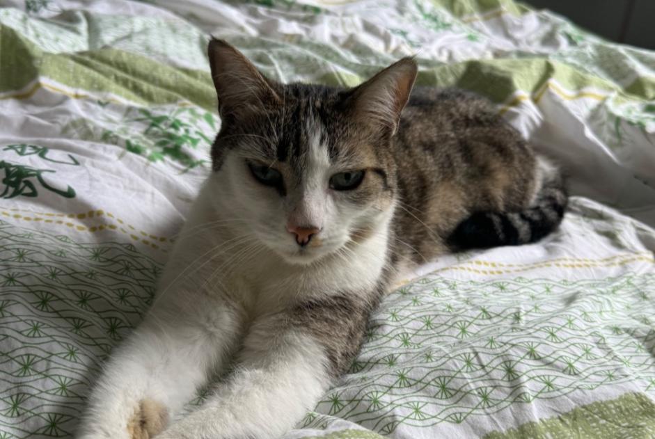 Alerta desaparecimento Gato Fêmea , 4 anos Gagnac-sur-Garonne France