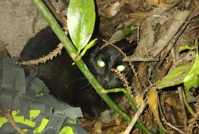 Alerta descoberta Gato  Desconhecido Gray France