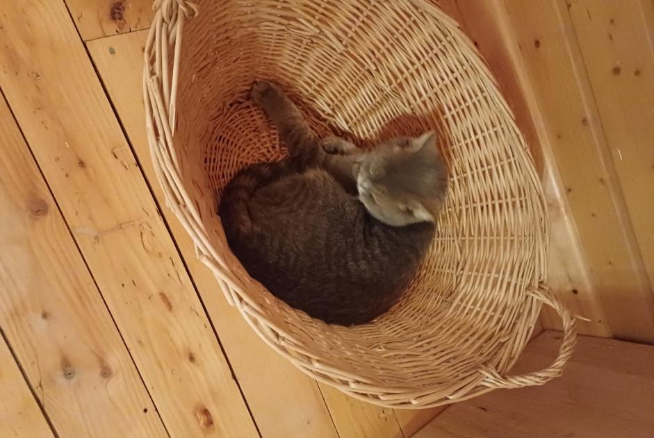 Alerta desaparecimento Gato  Fêmea , 3 anos Challex France