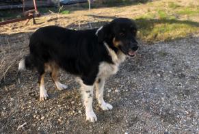 Alerta descoberta Cão cruzamento Fêmea Sainte-Bazeille France