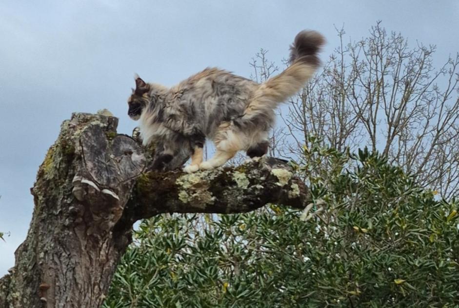 Alerta desaparecimento Gato  Fêmea , 6 anos Estampes France